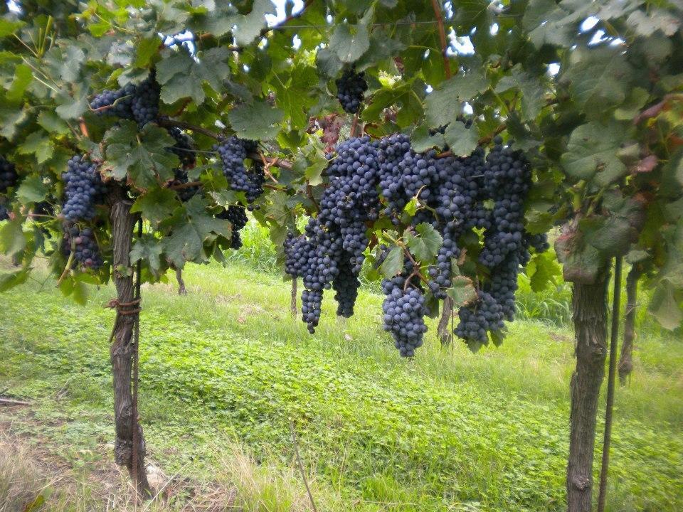 Bauernhof Mazzeracca